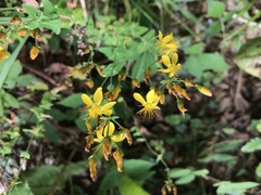 Hypericum pulchrum