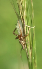 Runcinia insecta
