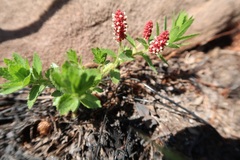 Acalypha peduncularis