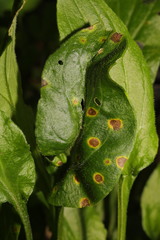 Ramularia lychnidicola