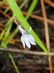 Lobelia nuttallii
