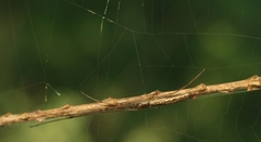 Tetragnatha mandibulata