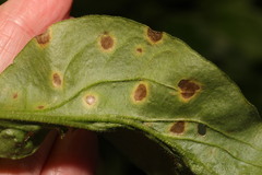 Ramularia lychnidicola