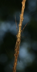 Tetragnatha mandibulata