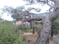 Pinus nigra pallasiana