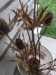Eryngium planum