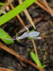 Lobelia nuttallii