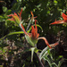Giant Red Paintbrush - Photo (c) Susan, some rights reserved (CC BY-NC), uploaded by Susan