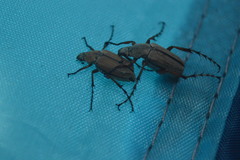 Macrodactylus