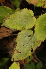 Neoerysiphe galeopsidis