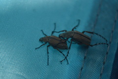 Macrodactylus