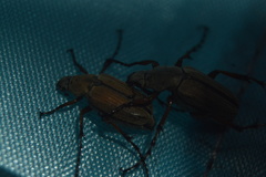 Macrodactylus