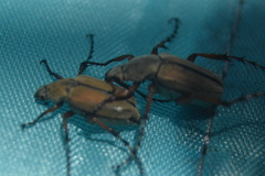 Macrodactylus