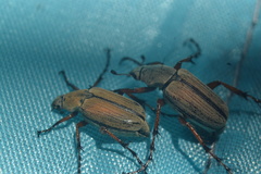 Macrodactylus
