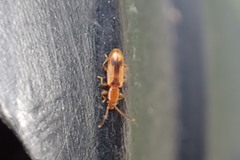 Cryptamorpha desjardinsi