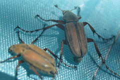 Macrodactylus