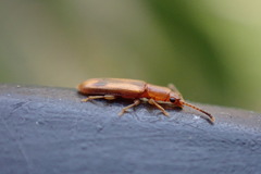 Cryptamorpha desjardinsi