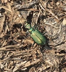 Cicindela depressula