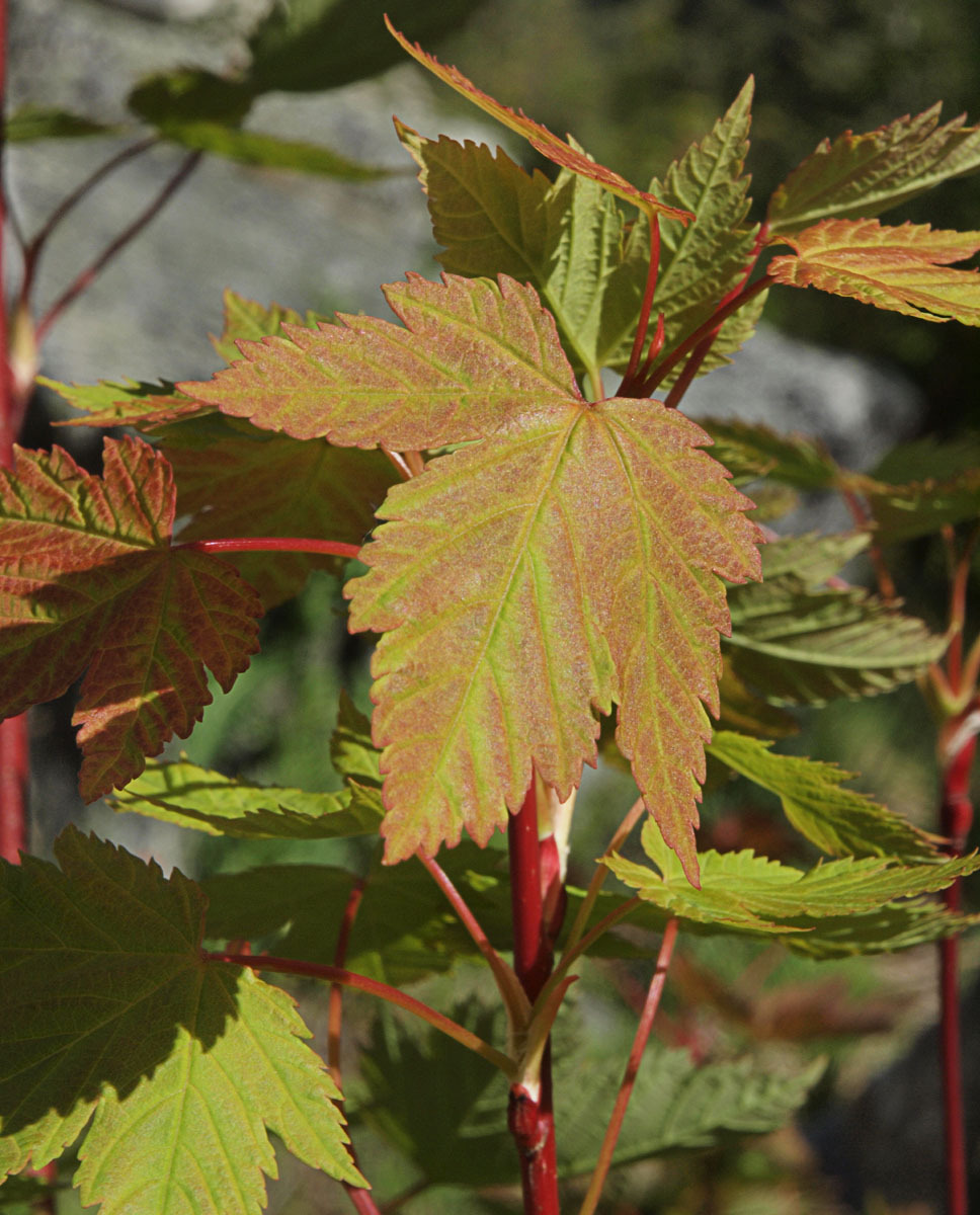 Acer glabrum var. douglasii
