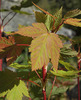 Douglas Maple - Photo (c) Susan, some rights reserved (CC BY-NC), uploaded by Susan