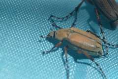 Macrodactylus
