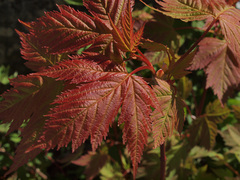 Acer glabrum douglasii