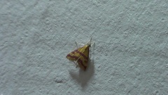Pyrausta sanguinalis