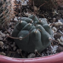 Thelocactus hexaedrophorus