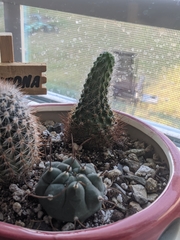Thelocactus hexaedrophorus