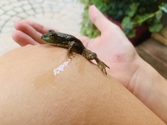 Lithobates catesbeianus