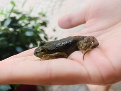Lithobates catesbeianus