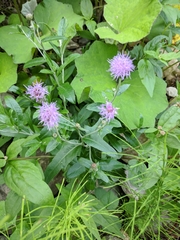 Cirsium arvense vestitum
