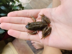 Lithobates catesbeianus