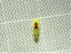 Erythroneura octonotata