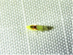 Erythroneura octonotata
