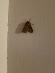 Xestia xanthographa