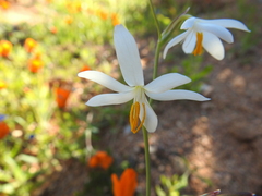 Hesperantha bachmannii