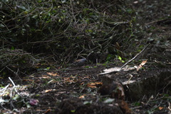 Junco phaeonotus