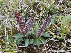 Salix arctophila