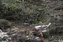 Junco phaeonotus