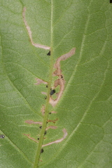 Scrobipalpula manierreorum