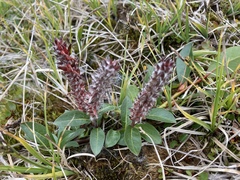 Salix arctophila