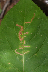 Scrobipalpula manierreorum