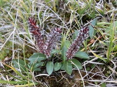 Salix arctophila