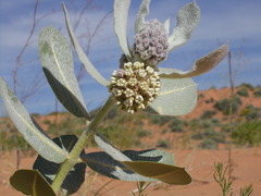 Asclepias welshii