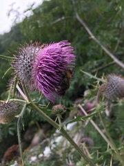 Cirsium eriophorum