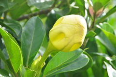 Solandra grandiflora