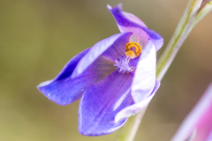 Thelymitra purpurata