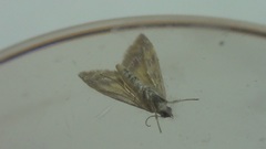 Pyrausta sanguinalis