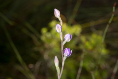 Thelymitra purpurata